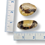 Septarian stones on a white background with rulers

