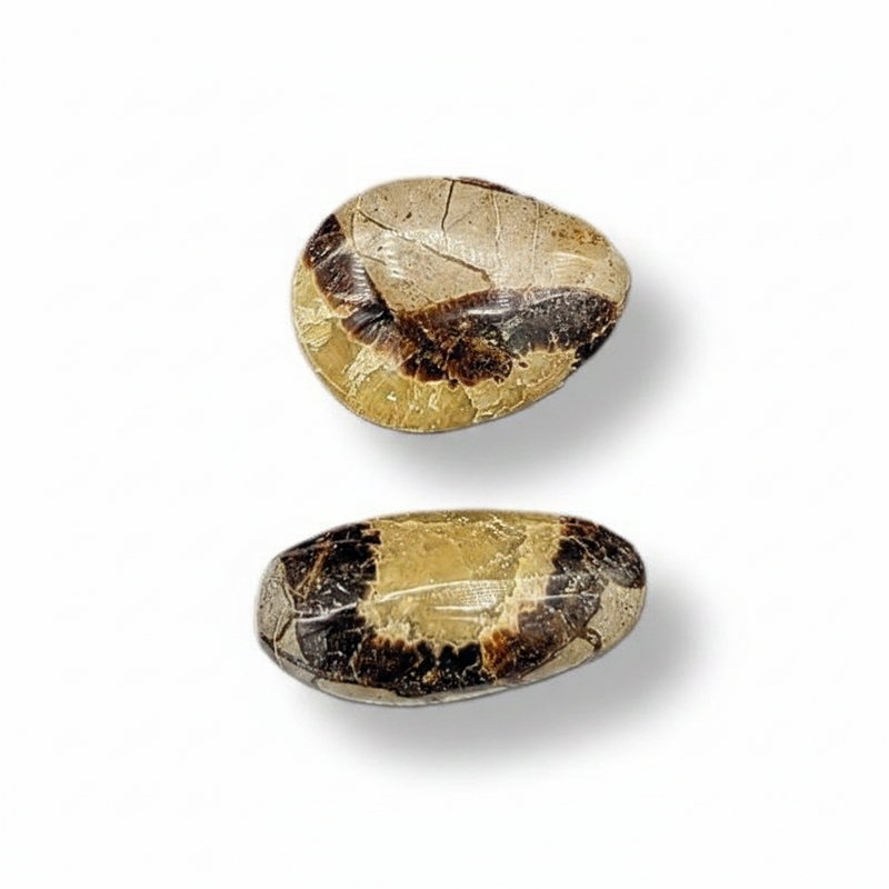 Septarian stones on a white background