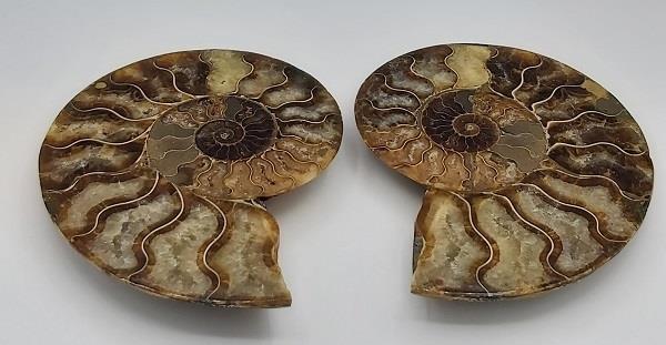 Ammonite Fossil 466g Approximate