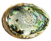 Abalone shell with colorful interior on a white background