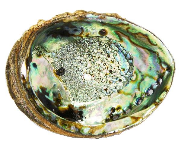 Abalone Shell 6"-8" | Earthworks