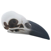 Raven resin skull with white and black color on a white background